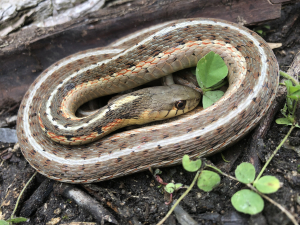 are garter snakes dangerous to dogs