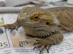 shedding beardie