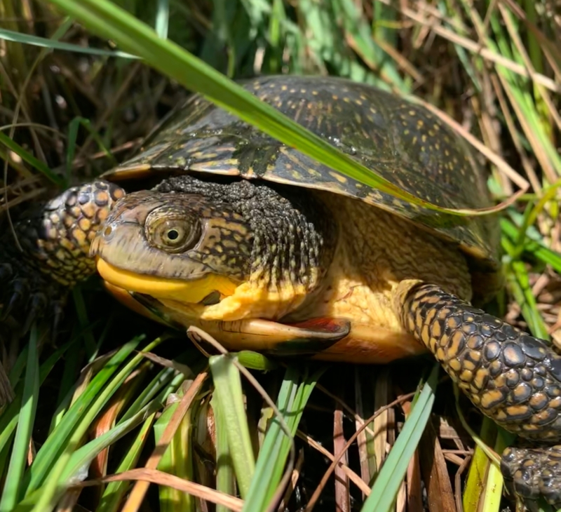 A Day in the Life of a Blanding’s Turtle – Wildlife Epidemiology Laboratory