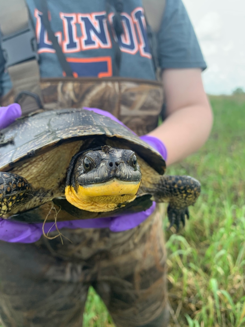 The Circle Of Turtle – Wildlife Epidemiology Laboratory