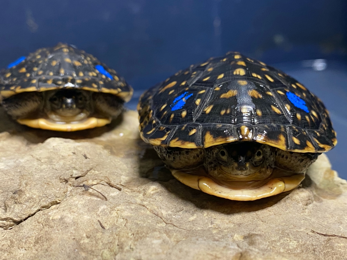 The Circle Of Turtle – Wildlife Epidemiology Laboratory