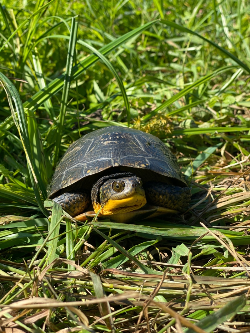 The Circle Of Turtle – Wildlife Epidemiology Laboratory