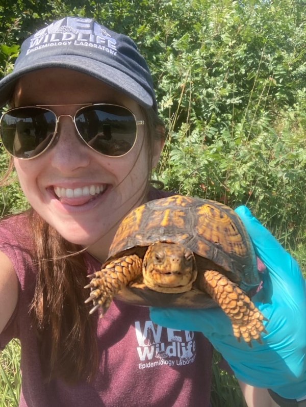 A Day in the Life of a Turtle Tracker – Wildlife Epidemiology Laboratory