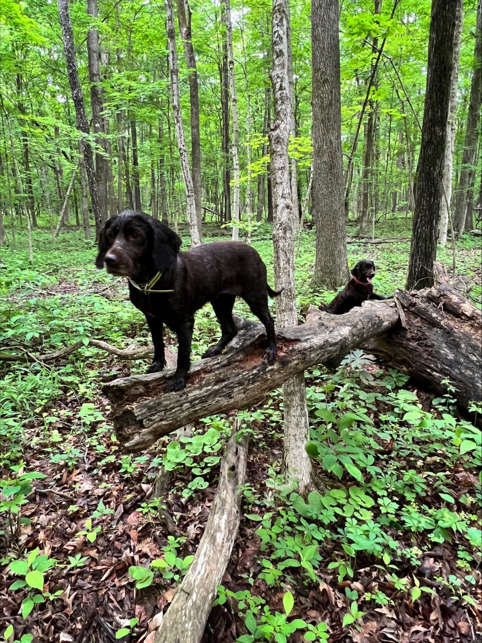 Meet the Turtle Dogs – Wildlife Epidemiology Laboratory