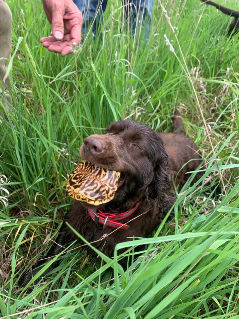 Meet the Turtle Dogs – Wildlife Epidemiology Laboratory