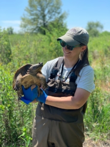 Dr. Laura Adamovicz holding a large female snapping turtle. 