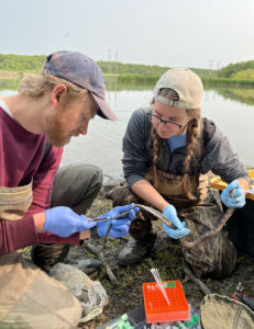 Kate and Dr. Winter drawing blood on a water snake