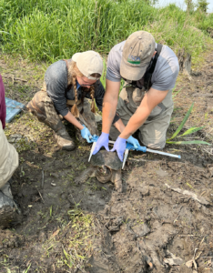 Kate and Paul measuring a Common Snapping Turtle