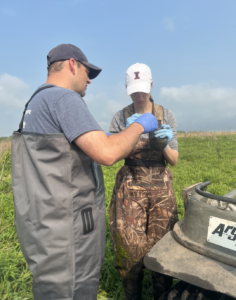 Dr. Allender and Kristin working up a painted turtle