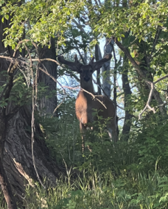 Buck spotted by Kami and Kate