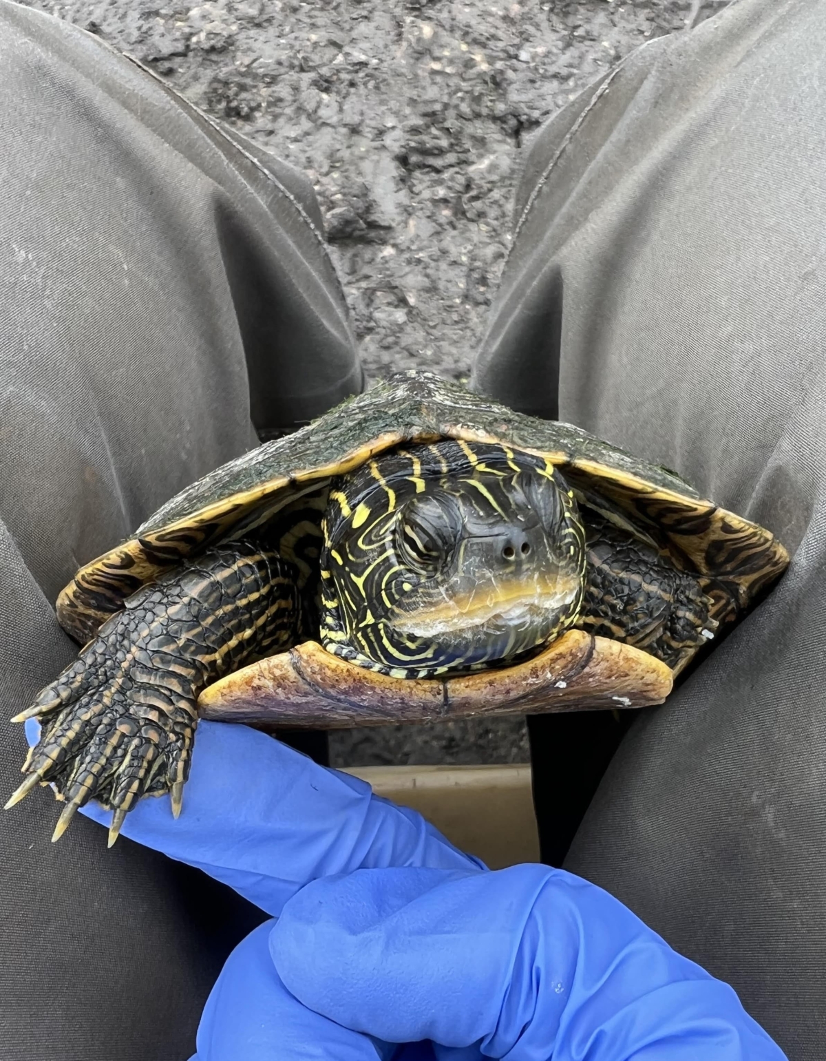 Best Turtle of the Week 5/12 – 5/18 – Wildlife Epidemiology Laboratory