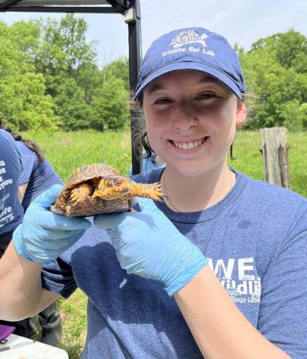 Meet the Ornate Box Turtle Team – Wildlife Epidemiology Laboratory