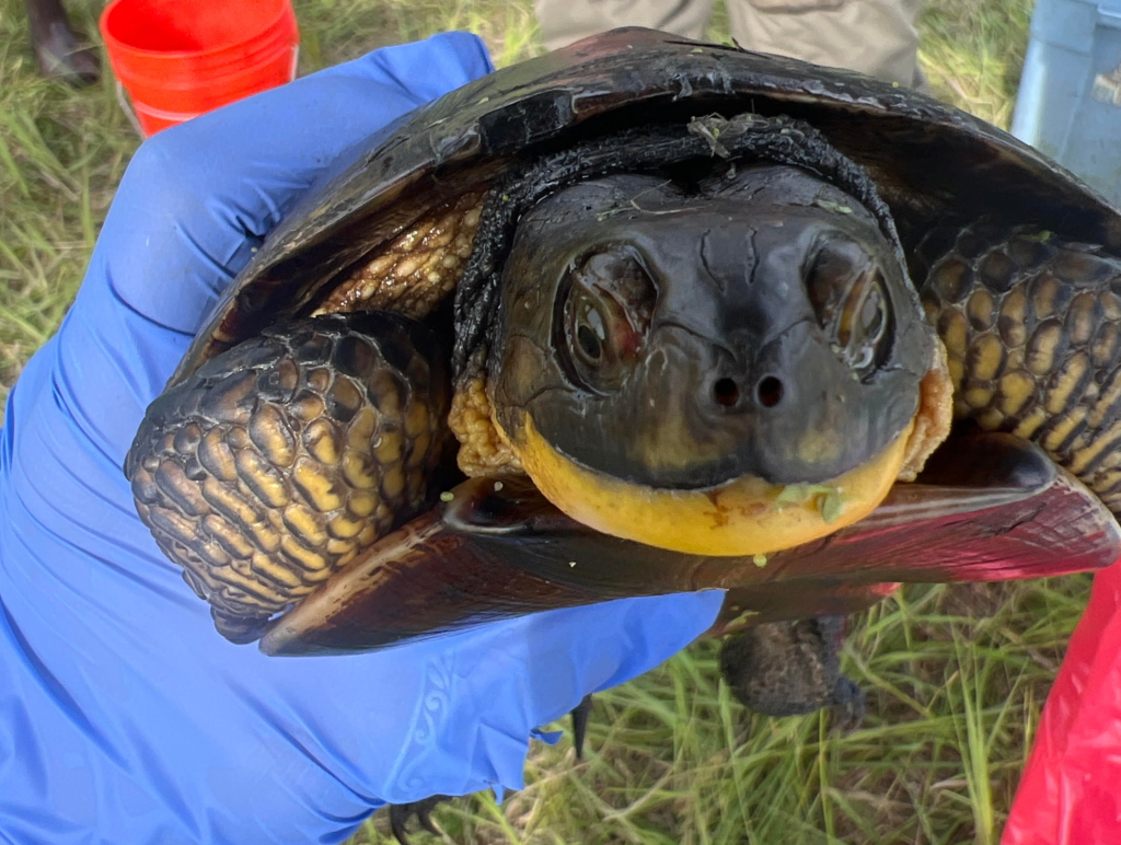 Worst Turtle of the Week 5/19-5/25 – Wildlife Epidemiology Laboratory