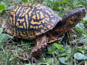 Eastern box turtle image