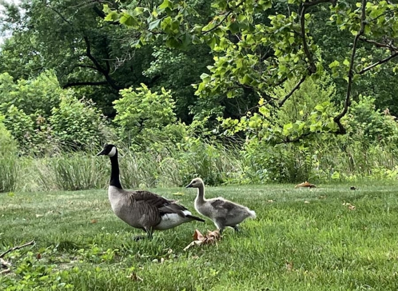 Turtles Of The Arboretum – Wildlife Epidemiology Laboratory