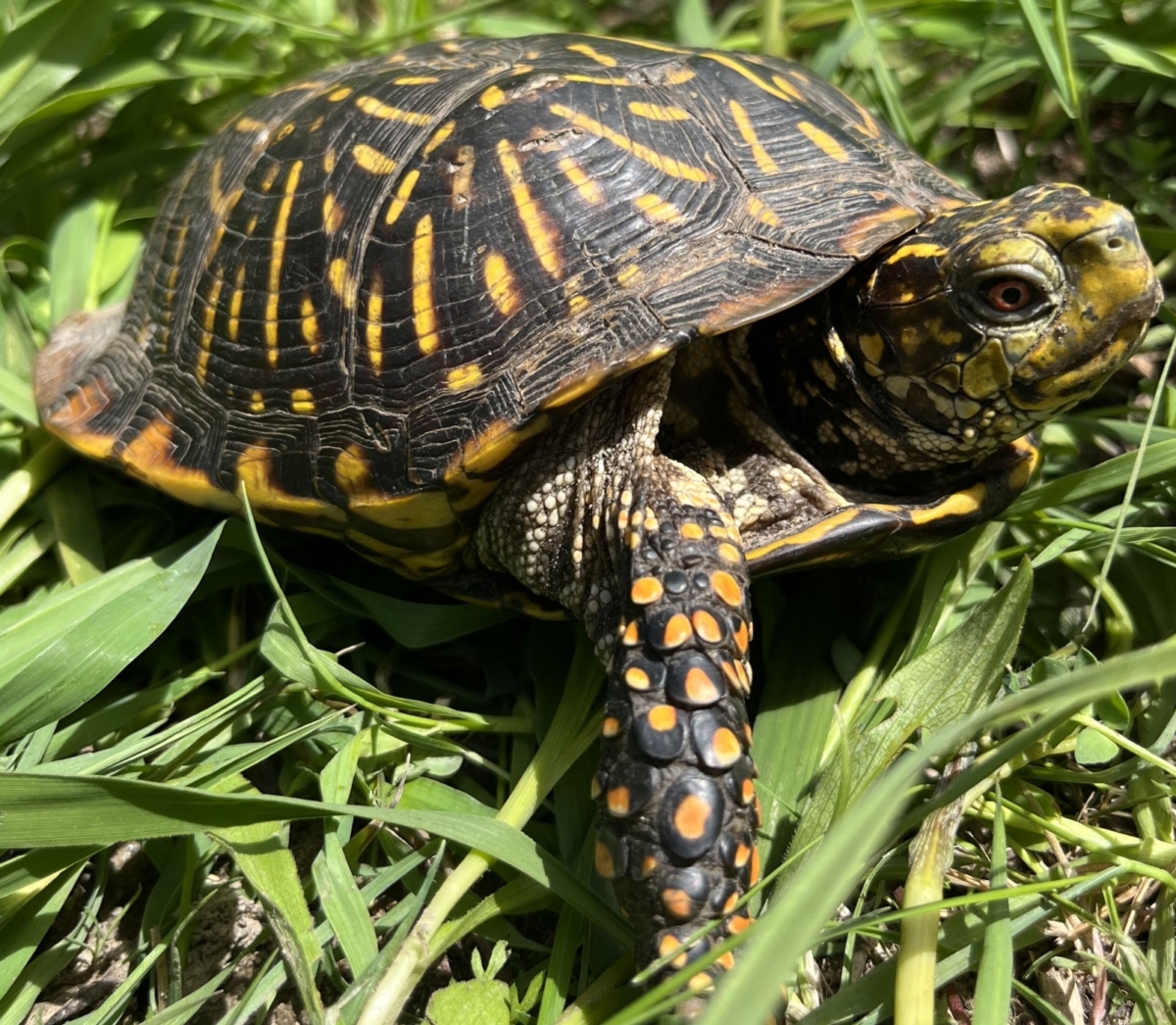 Turtle Team Week 4: Easterns vs Ornates – Wildlife Epidemiology Laboratory