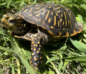 Ornate box turtle image