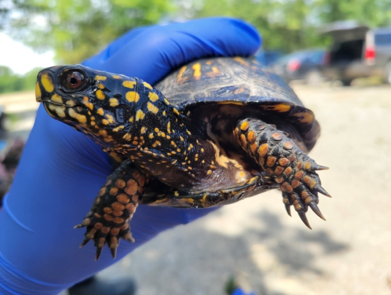 Turtle Shell Probe Turtle Team Week 3: Performing a Physical Exam – Wildlife Epidemiology ...