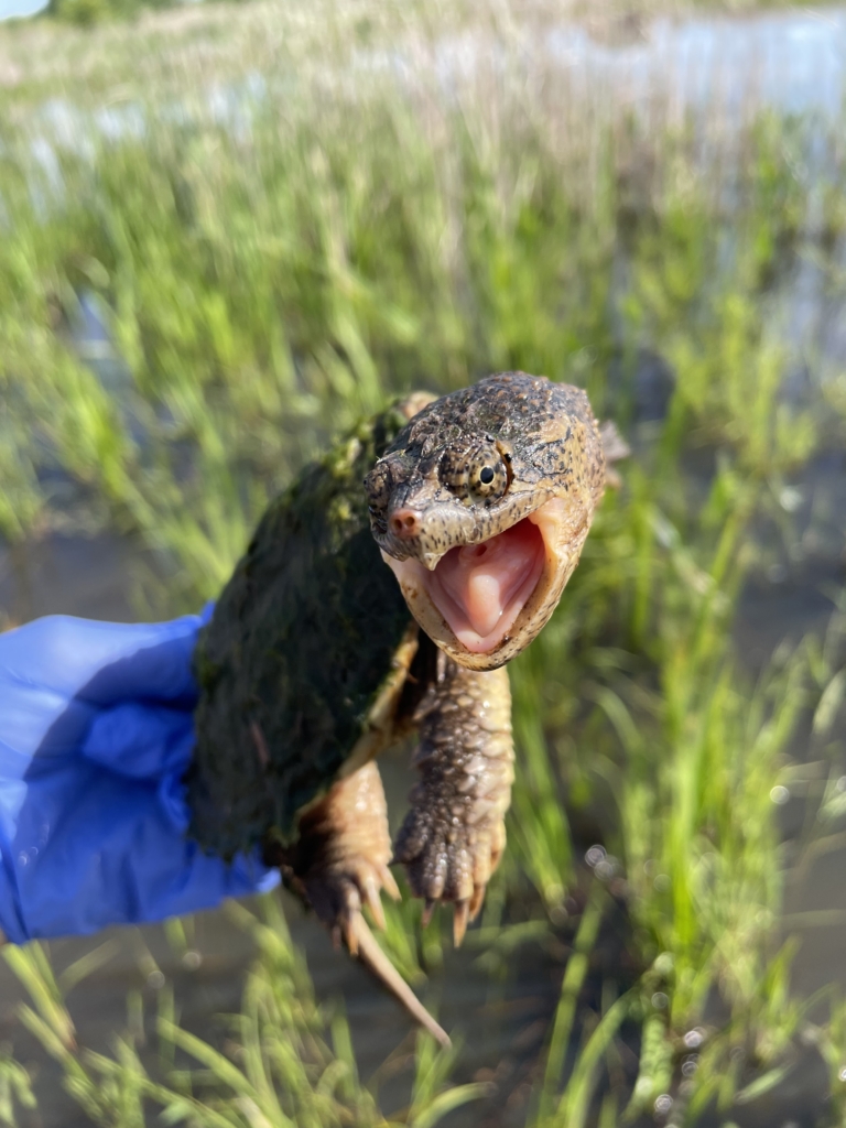 Week 4: Advancing our skills – Wildlife Epidemiology Laboratory