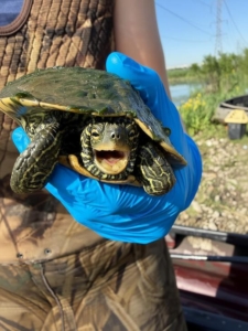 a male map turtle angry at the world