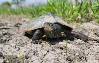 Female Map turtle
