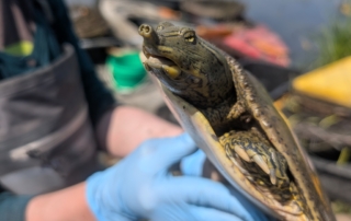 close up of a spiny softshell turtle taken during sampling.