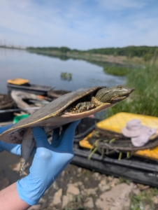 Side profile of a spiny softshell turtle, can be compared to if a turtle was a pancake