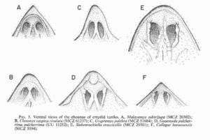 Variations of turtle choana.