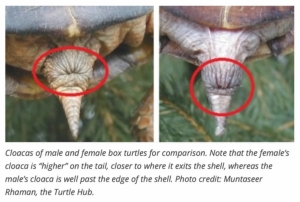Cloaca of a turtle.
