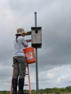 Kane county biologist Sadie taking kestrel fledglings from a box