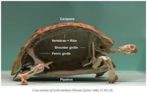 Cross section of a turtle shell.
