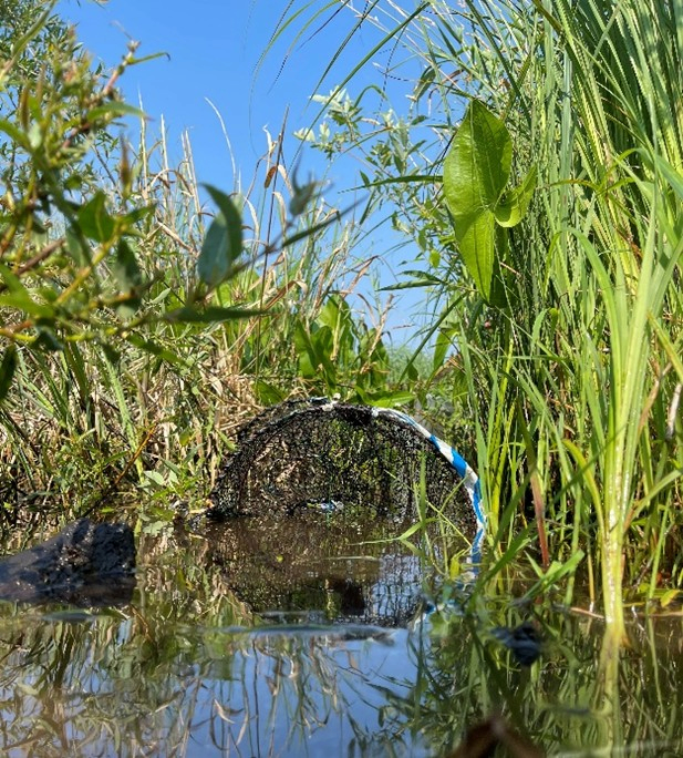 well-placed Balnding's turtle trap