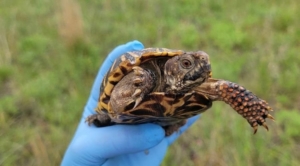 Handling of a turtle with PPE.