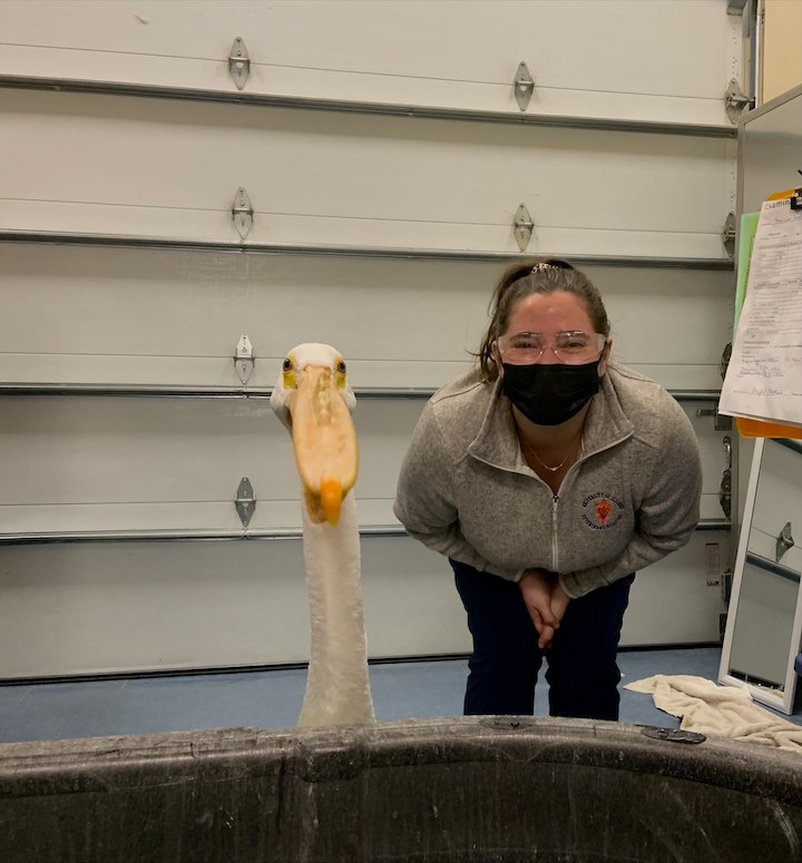 WMC student volunteer with pelican 