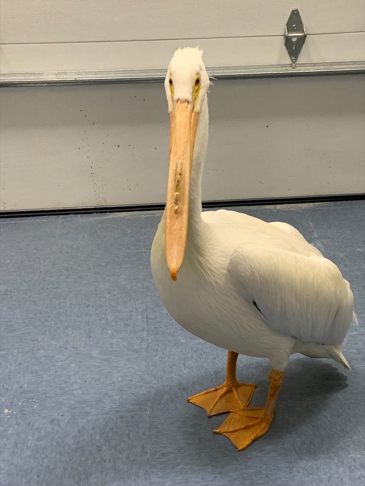 Pelican in WMC 