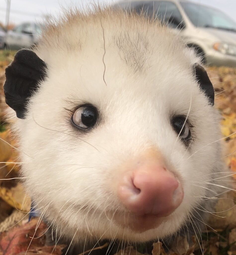 Virginia opossum in leaves