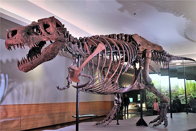 Sue, the Tyrannosaurus Rex located at the Field Museum of Natural History. 