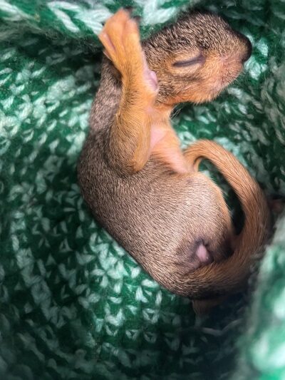 Photo of a baby squirrel with its eyes closed.