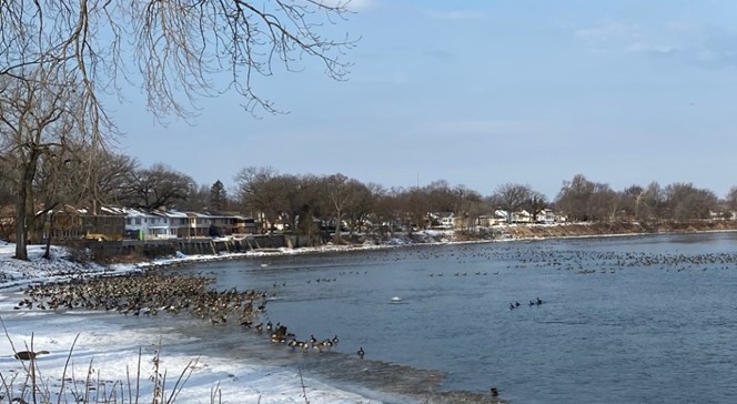 Photo of over 2,000 Canada geese and one single greater white-fronted goose.