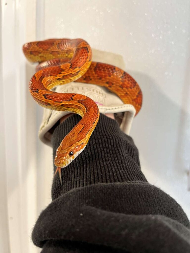 Maize the corn snake, on a handler's arm.