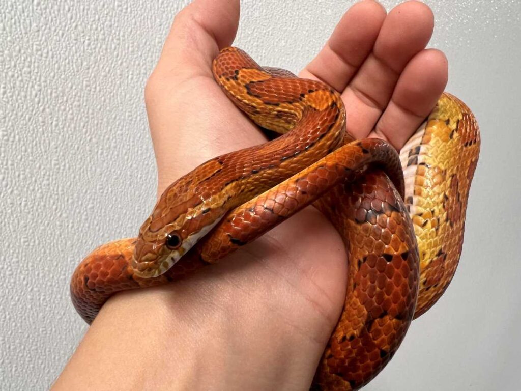 Maize, the corn snake, on a handler's hand.