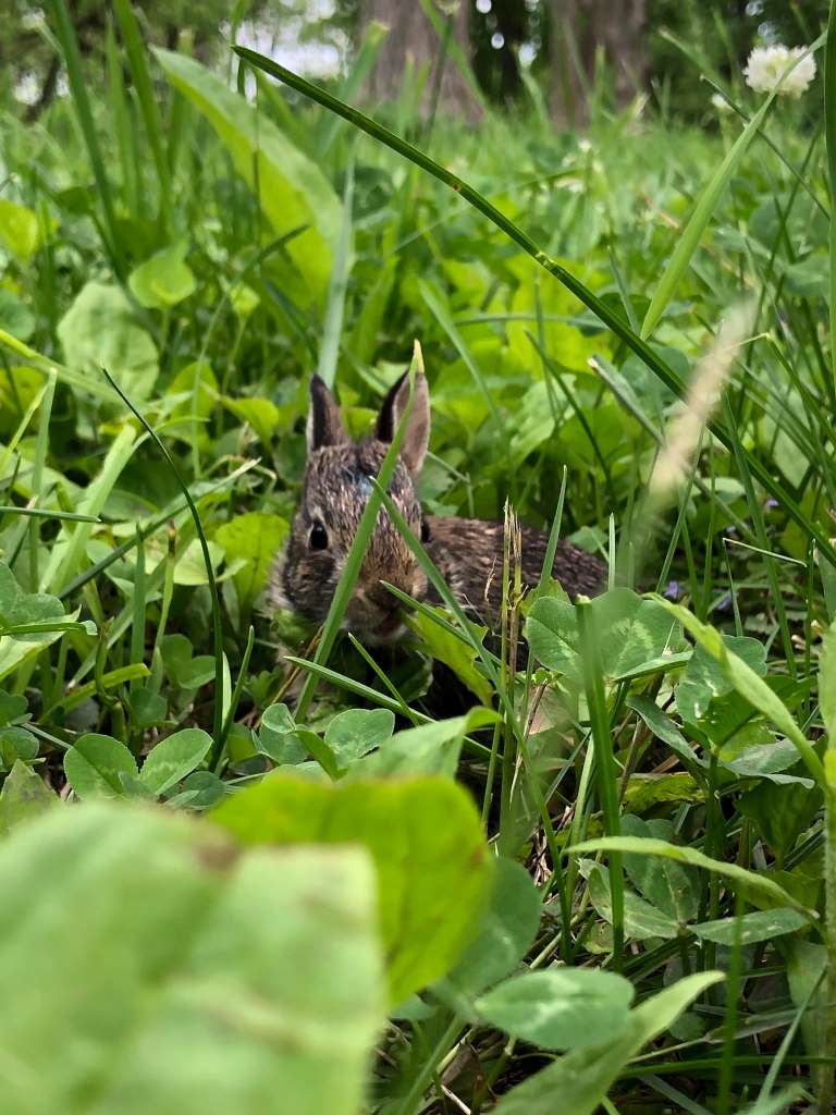 Orphaned bunny in grass.