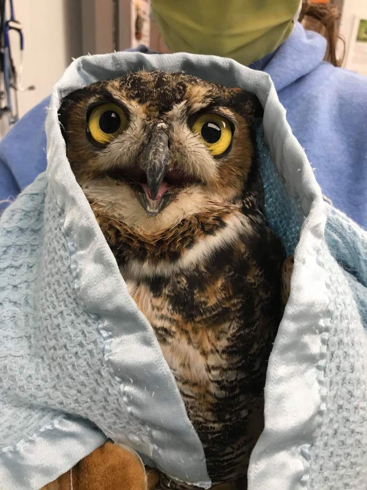 Great horned owl restrained by volunteer in a towel.
