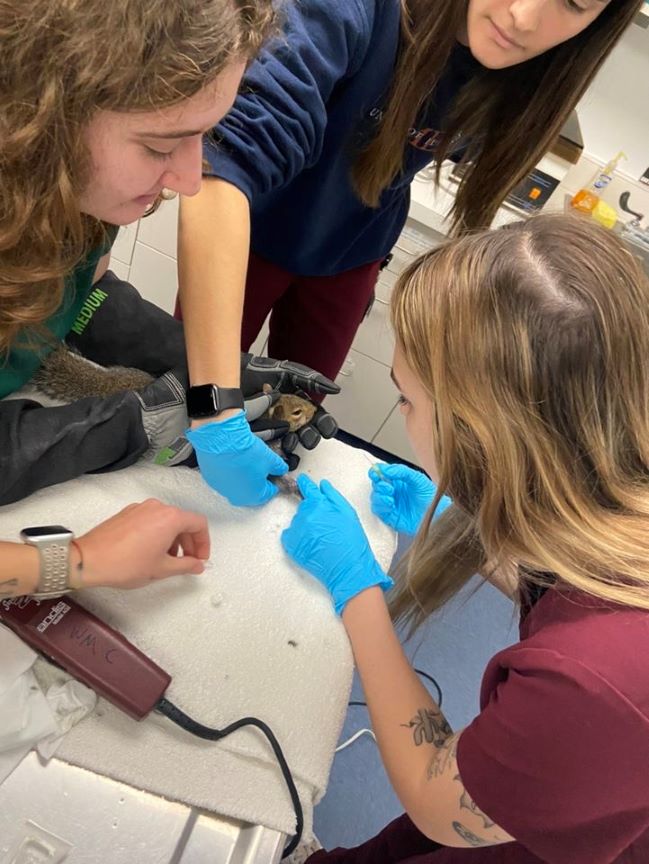 Volunteers performing a triage exam on a squirrel.
