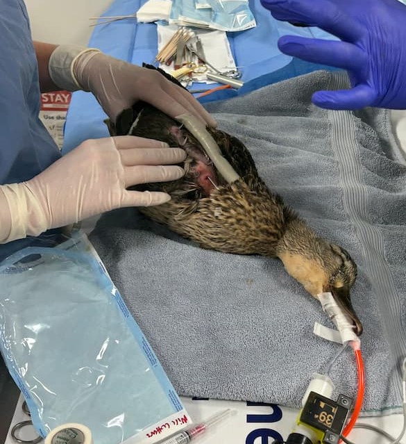 Sedated mallard duck on the table with two veterinary professionals examining the right wing that has an IM pin in it. They are getting ready to complete PROM or passive range of motion physical therapy to ensure the mallard will still have full range of motion in the wing once it is healed.
