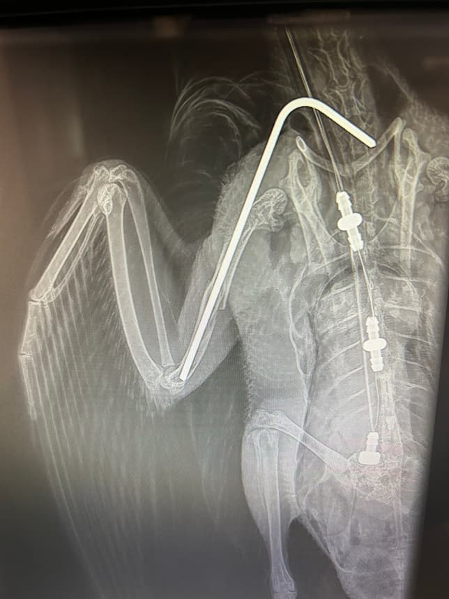 Radiograph image of a Mallard after IM pin was placed to repair fractured right wing. View is of the mallard on it'sback with right wing semi extended and can see metal rod (pin) in the humerus, repairing the fracture.
