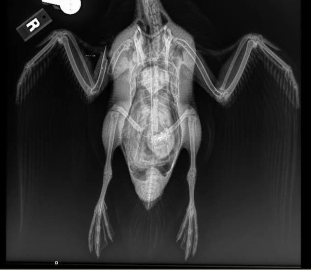 Radiograph image of a mallard positioned on its back with wings to each side. Radiograph reveals a right wing (humerus) fracture.