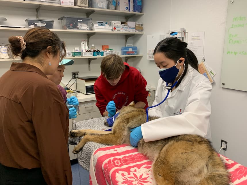 Dr. Wong conducting a physical exam on a coyote in the Wildlife Medical Clinic treatment room, with student volunteers observing.