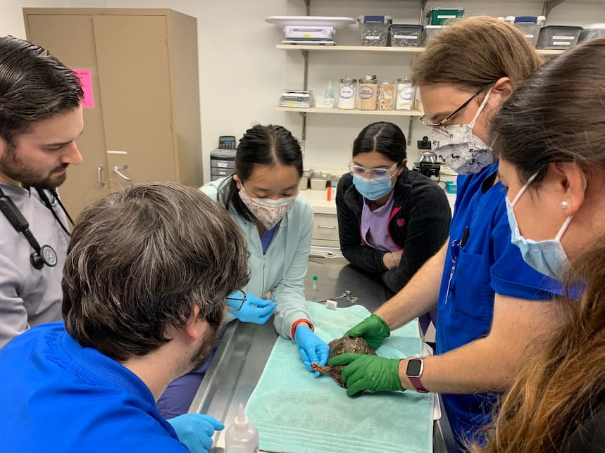 Dr. Wong walks through a box turtle exam with a group of veterinary student volunteers.