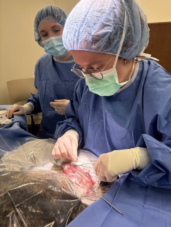 Clinic Intern, Rachel, is getting to suture the surgical site closed on a Great Horned Owl patient while clinic Director, Dr. Lewis carefully watches and provides guidance. Both individuals are gowned up and in a sterile surgery suite with the patient barely visible under clear and blue surgical drapes.